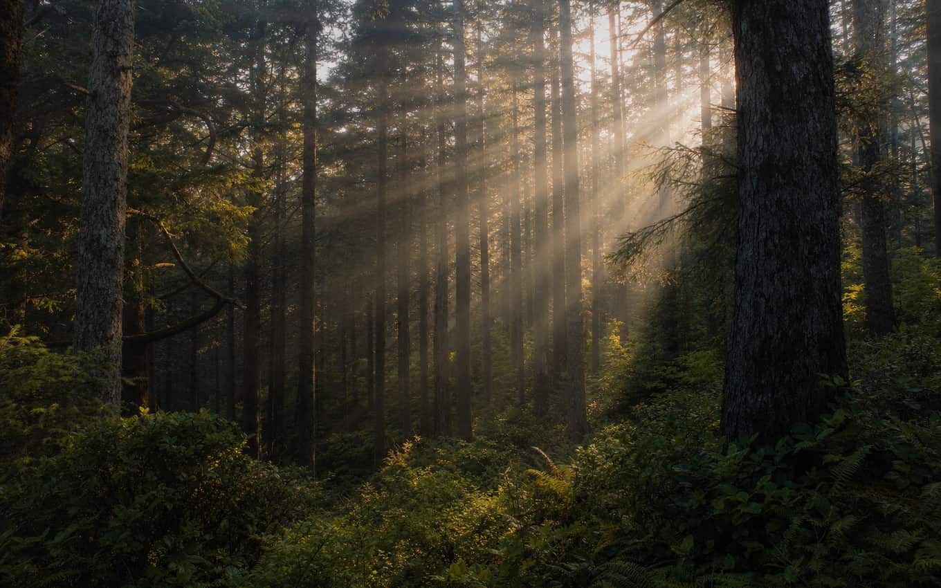 Sunbeams through a misty evergreen forest