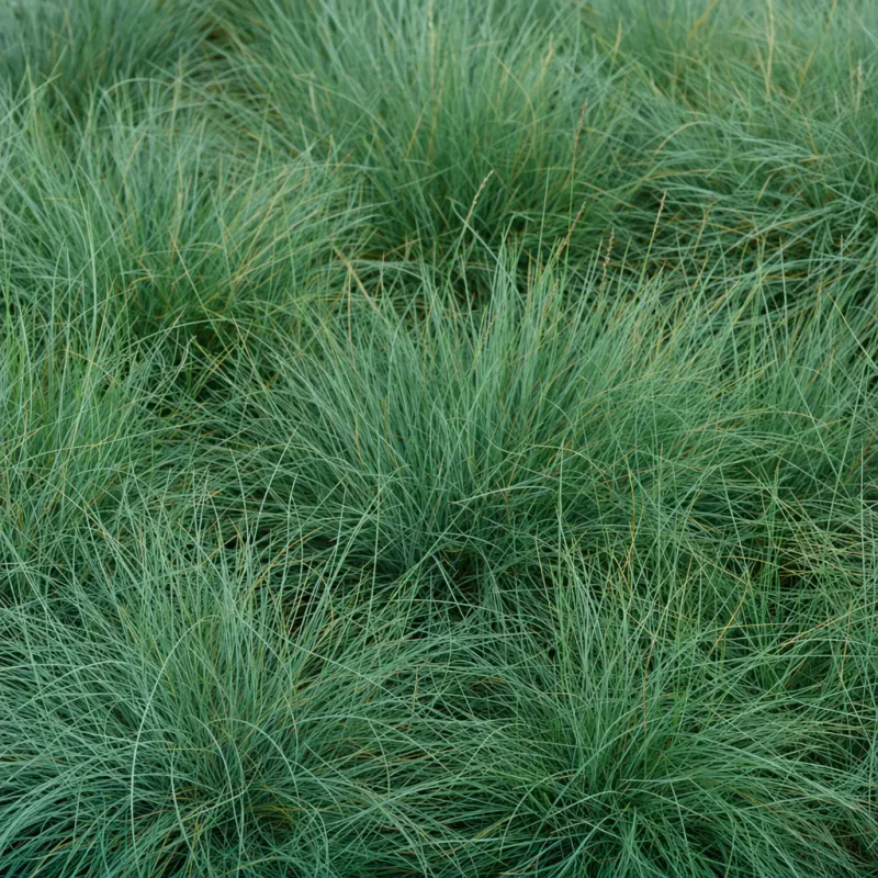 Fine fescue grass blades in a dense stand