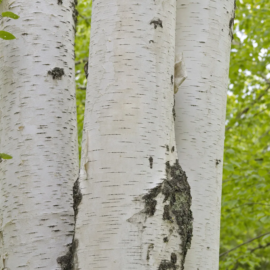 White birch trunks with black lenticel dashes