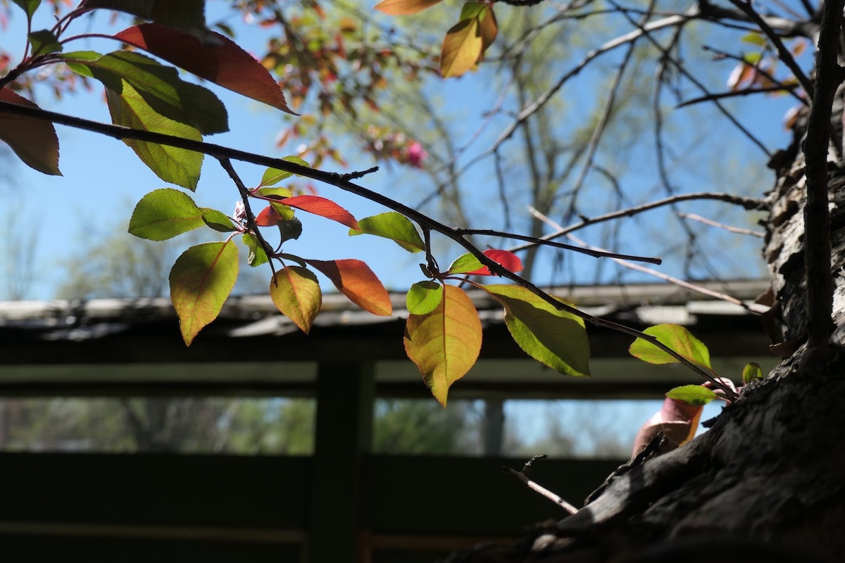 Water and planting in the Hakubai garden