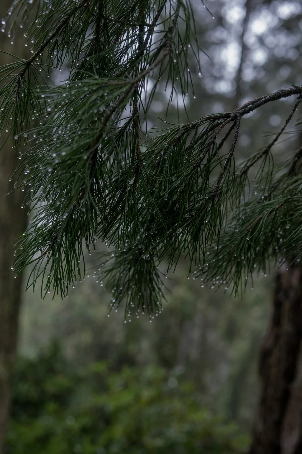 A dew-laden pine bough at Matsukaze